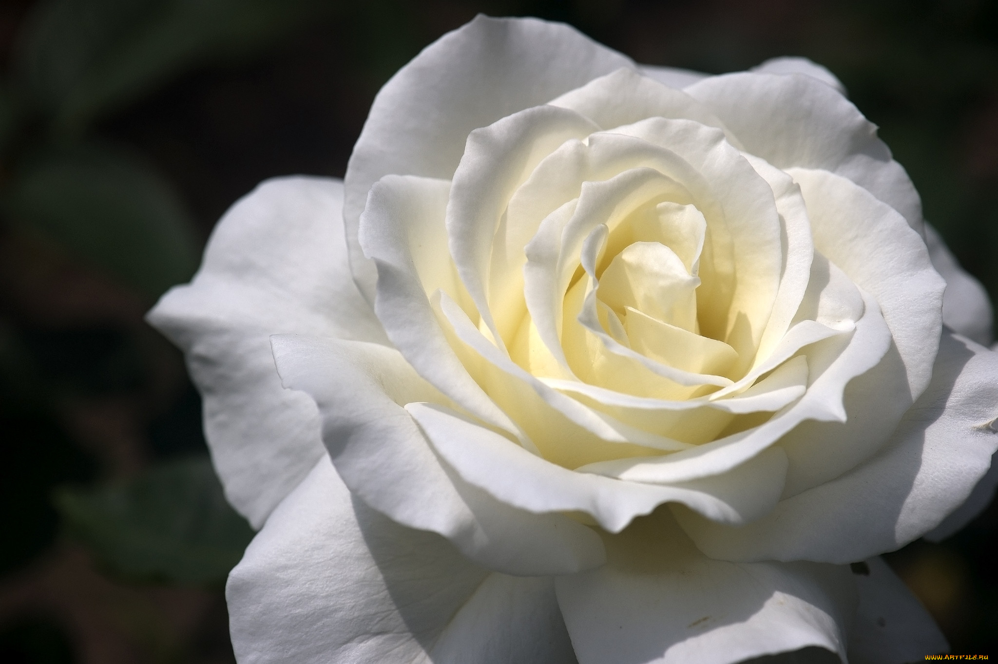 Белые мраморные розы